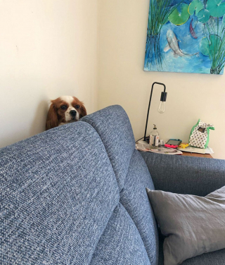 Illustration de l'article : 20 instants où les chiens ont regretté leur insatiable curiosité