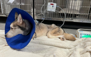 Illustration de l'article : Abandonnée dans un sac poubelle, cette chienne survit malgré son état de santé critique