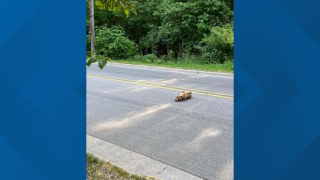 Illustration de l'article : Le sauvetage émouvant de Hope, abandonnée et à bout de forces sur le bord d'une route