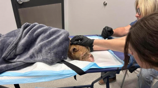 Illustration de l'article : Le sauvetage émouvant de Hope, abandonnée et à bout de forces sur le bord d'une route