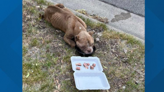 Illustration de l'article : Le sauvetage émouvant de Hope, abandonnée et à bout de forces sur le bord d'une route