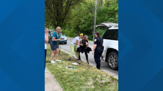 Illustration de l'article : Le sauvetage émouvant de Hope, abandonnée et à bout de forces sur le bord d'une route