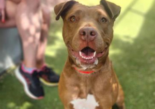 Illustration de l'article : Fusionnelles, ces deux chiennes arrivées ensemble dans un refuge n’imaginaient pas être séparées l’une de l’autre