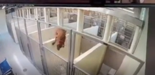 Illustration de l'article : Fusionnelles, ces deux chiennes arrivées ensemble dans un refuge n’imaginaient pas être séparées l’une de l’autre