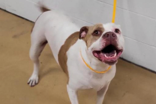 Illustration de l'article : Fusionnelles, ces deux chiennes arrivées ensemble dans un refuge n’imaginaient pas être séparées l’une de l’autre