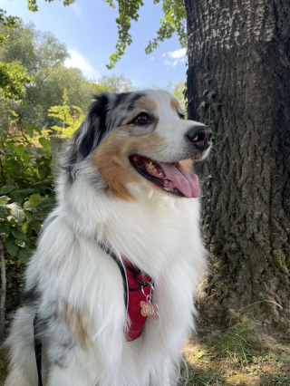 Illustration de l'article : Oria & Guizmo : identifiez votre animal de compagnie avec une médaille personnalisée pour seulement 6,90 €