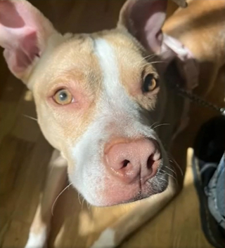 Illustration de l'article : Une femme adopte un chien par le biais d’une page Instagram dédiée au don d’objets