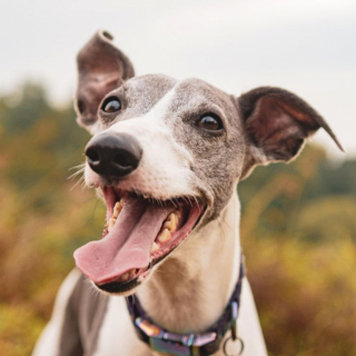 Illustration de l'article : 20 photos adorables de Whippets, ces chiens discrets et attachants qui aiment la vie de famille