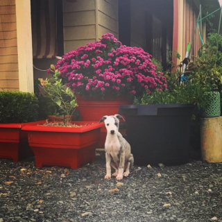 Illustration de l'article : 20 photos adorables de Whippets, ces chiens discrets et attachants qui aiment la vie de famille