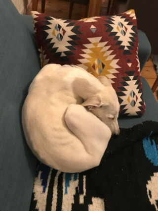 Illustration de l'article : 20 photos adorables de Whippets, ces chiens discrets et attachants qui aiment la vie de famille