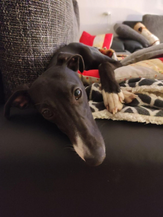 Illustration de l'article : 20 photos adorables de Whippets, ces chiens discrets et attachants qui aiment la vie de famille