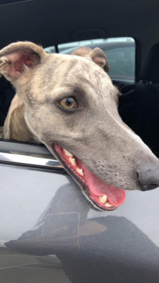 Illustration de l'article : 20 photos adorables de Whippets, ces chiens discrets et attachants qui aiment la vie de famille