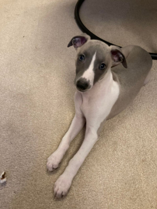 Illustration de l'article : 20 photos adorables de Whippets, ces chiens discrets et attachants qui aiment la vie de famille