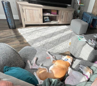 Illustration de l'article : 20 photos adorables de Whippets, ces chiens discrets et attachants qui aiment la vie de famille