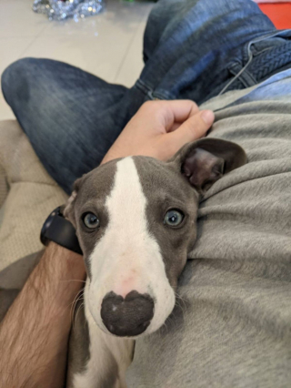 Illustration de l'article : 20 photos adorables de Whippets, ces chiens discrets et attachants qui aiment la vie de famille