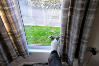 Illustration de l'article : 20 photos adorables de Whippets, ces chiens discrets et attachants qui aiment la vie de famille