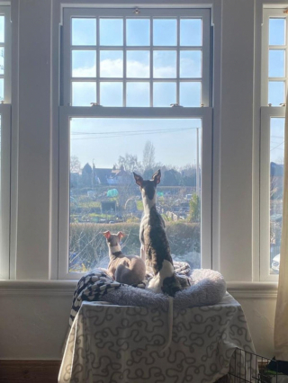 Illustration de l'article : 20 photos adorables de Whippets, ces chiens discrets et attachants qui aiment la vie de famille