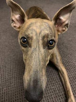 Illustration de l'article : 20 photos adorables de Whippets, ces chiens discrets et attachants qui aiment la vie de famille