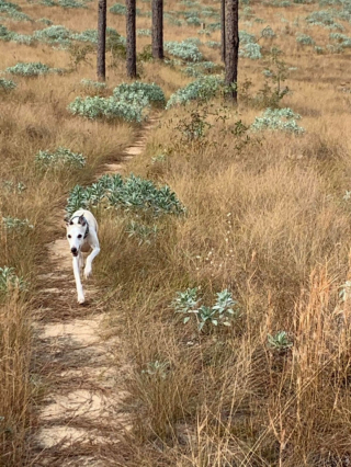 Illustration de l'article : 20 photos adorables de Whippets, ces chiens discrets et attachants qui aiment la vie de famille