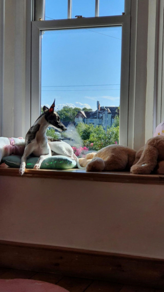 Illustration de l'article : 20 photos adorables de Whippets, ces chiens discrets et attachants qui aiment la vie de famille