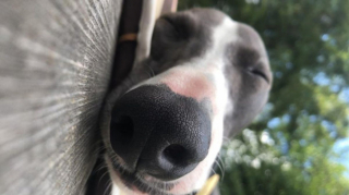 Illustration de l'article : 20 photos adorables de Whippets, ces chiens discrets et attachants qui aiment la vie de famille