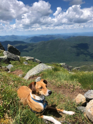 Illustration de l'article : 20 photos adorables de Whippets, ces chiens discrets et attachants qui aiment la vie de famille