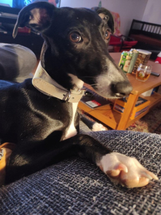 Illustration de l'article : 20 photos adorables de Whippets, ces chiens discrets et attachants qui aiment la vie de famille