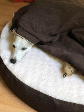 Illustration de l'article : 20 photos adorables de Whippets, ces chiens discrets et attachants qui aiment la vie de famille