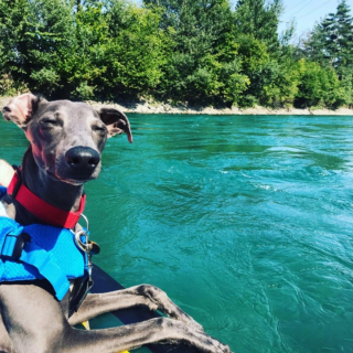 Illustration de l'article : 20 photos adorables de Whippets, ces chiens discrets et attachants qui aiment la vie de famille