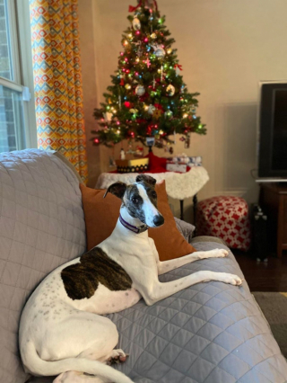 Illustration de l'article : 20 photos adorables de Whippets, ces chiens discrets et attachants qui aiment la vie de famille