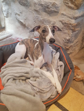 Illustration de l'article : 20 photos adorables de Whippets, ces chiens discrets et attachants qui aiment la vie de famille