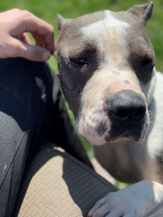 Illustration de l'article : Ce chien de refuge remercie tous les jours ses sauveurs en leur distribuant des câlins et de l’amour 