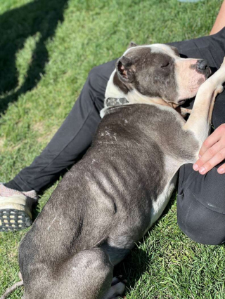 Illustration de l'article : Ce chien de refuge remercie tous les jours ses sauveurs en leur distribuant des câlins et de l’amour 