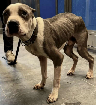 Illustration de l'article : Ce chien de refuge remercie tous les jours ses sauveurs en leur distribuant des câlins et de l’amour 