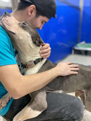 Illustration de l'article : Ce chien de refuge remercie tous les jours ses sauveurs en leur distribuant des câlins et de l’amour 