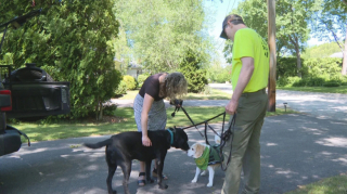 Illustration de l'article : Perdu dans les bois, ce chien de thérapie souffrant d’épilepsie reçoit l’aide d’un chien renifleur