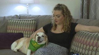 Illustration de l'article : Perdu dans les bois, ce chien de thérapie souffrant d’épilepsie reçoit l’aide d’un chien renifleur