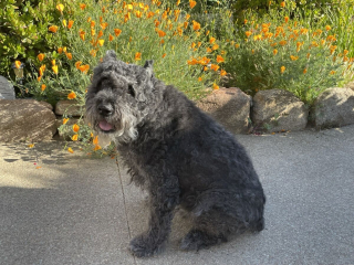 Illustration de l'article : Un Bouvier des Flandres sauve la vie de son maître grâce à ses aboiements