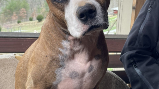 Illustration de l'article : Un Pitbull au grand cœur souhaite réaliser tous ses rêves après avoir passé sa vie à aider les autres 