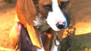 Illustration de l'article : Un Pitbull au grand cœur souhaite réaliser tous ses rêves après avoir passé sa vie à aider les autres 