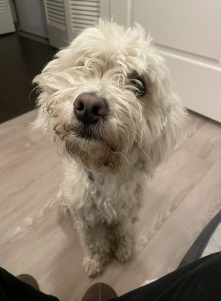 Illustration de l'article : Abandonné, ce chien errant a tenté sa chance en se rendant devant la maison de parfaits inconnus (vidéo)