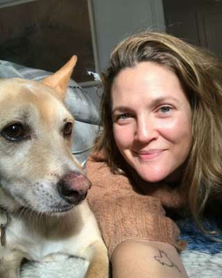 Illustration de l'article : 20 photos touchantes révélant l'amour inconditionnel des célébrités pour leurs chiens