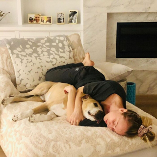 Illustration de l'article : 20 photos touchantes révélant l'amour inconditionnel des célébrités pour leurs chiens