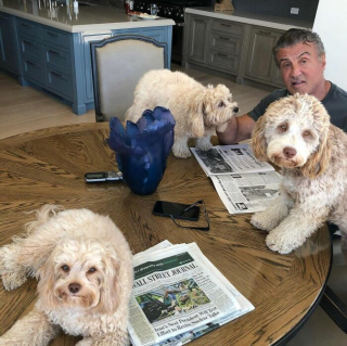 Illustration de l'article : 20 photos touchantes révélant l'amour inconditionnel des célébrités pour leurs chiens