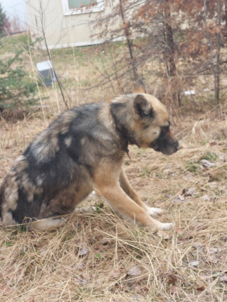 Illustration de l'article : Un sauvetage de longue durée pour cette chienne dont le cou a été infecté par un collier trop serré