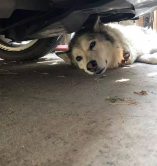 Illustration de l'article : 15 postures canines montrant que nos chiens ont une conception singulière du confort