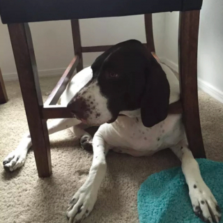 Illustration de l'article : 15 postures canines montrant que nos chiens ont une conception singulière du confort