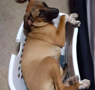 Illustration de l'article : 15 postures canines montrant que nos chiens ont une conception singulière du confort