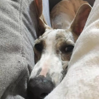 Illustration de l'article : 15 postures canines montrant que nos chiens ont une conception singulière du confort