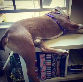 Illustration de l'article : 15 postures canines montrant que nos chiens ont une conception singulière du confort